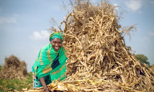 How agricultural innovations are improving livelihoods Image