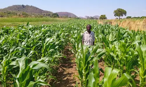 Tiyeni’s climate-smart farming featured in BBC News Africa story Image