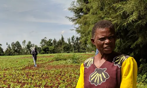 GIF invests in revolutionary bioherbicide to combat devastating Striga parasite Image