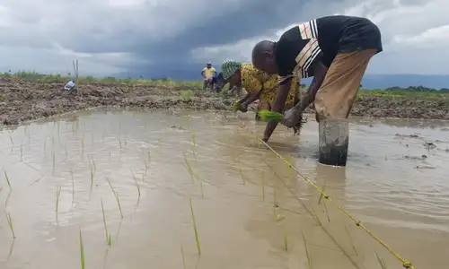 GIF partners with Mati Carbon to scale permanent carbon removal and lift smallholder livelihoods worldwide Image